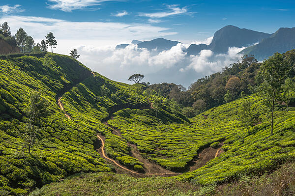TeaplantationsinMunnarKeralaIndia