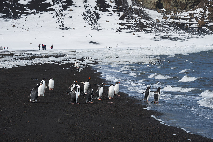 Antarctica cruise packages with Fine Travel
