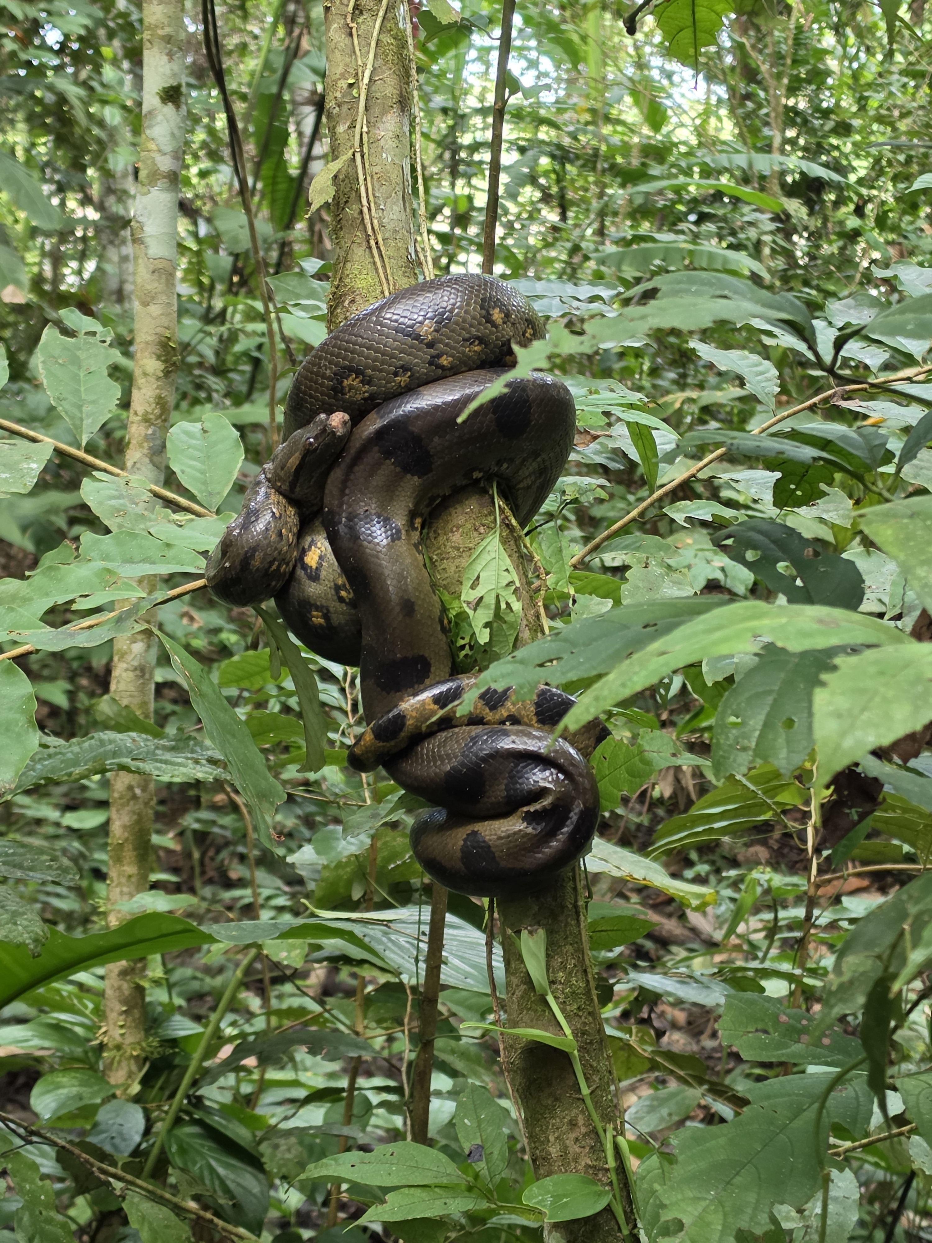 An anaconda coiled around a branch in the Amazon rainforest