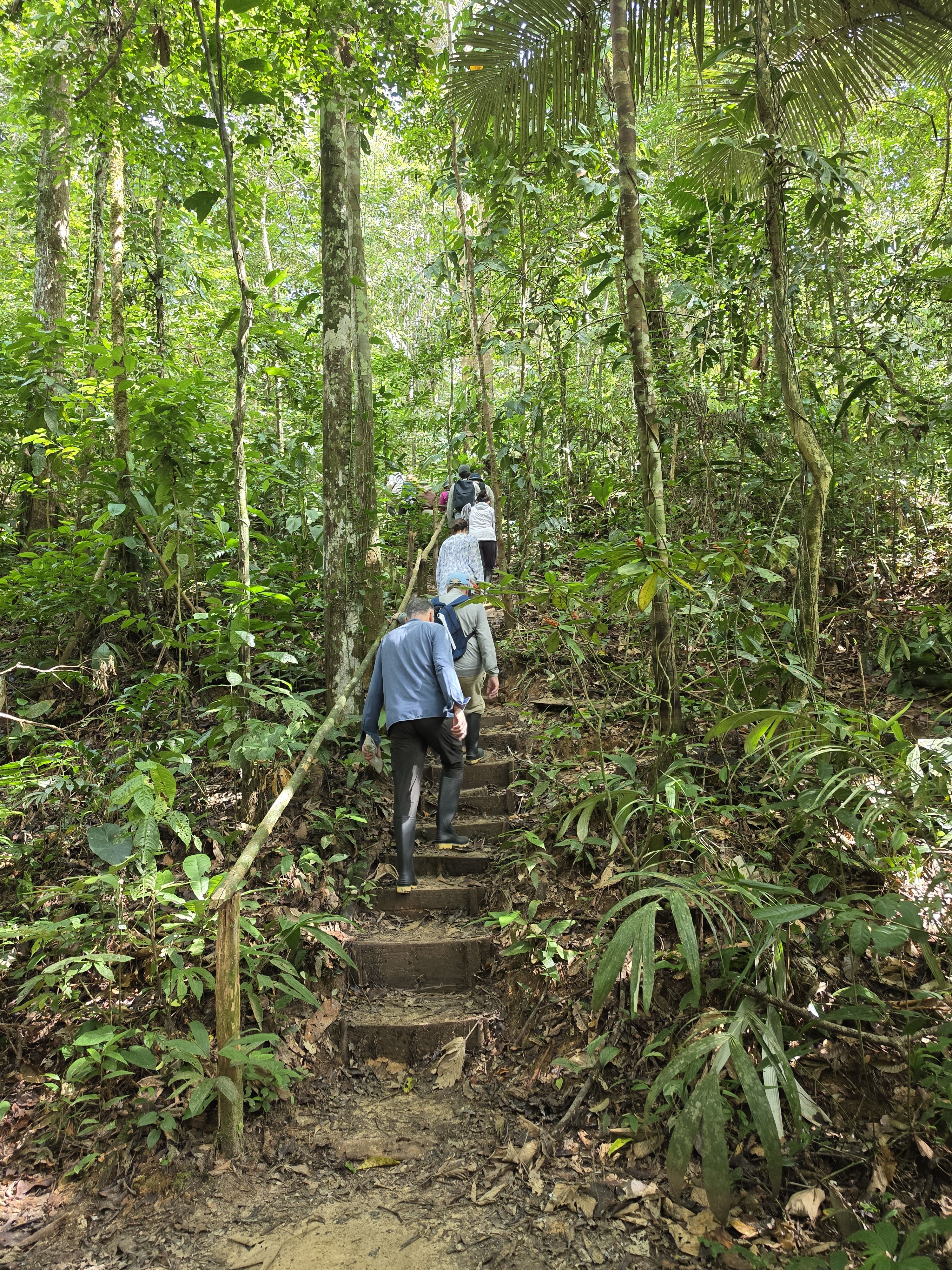 Guests in gumboots climbing a stepped jungle trail in the Peruvian Amazon