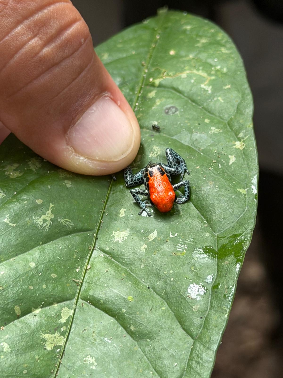 A small red and black poison dart frog on a leaf