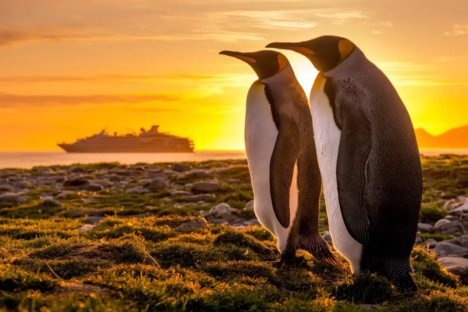 30-Manchots-royaux-Golden-Hour-St-Andrews-Georgie-du-Sud©Studio-Ponant-Olivier-Blaud-5