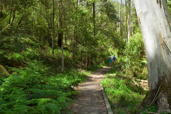 Melbourne-The-Dandenongs-Fine-Travel-Holiday