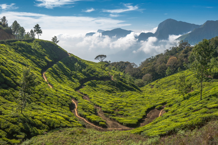 TeaplantationsinMunnarKeralaIndia