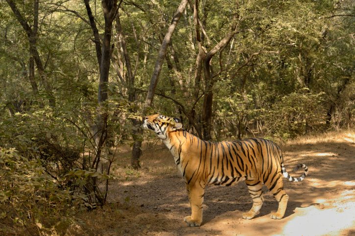 TigerinRanthamboreNationalPark