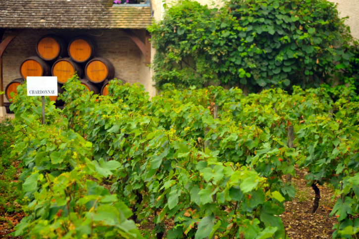 Vineyards_in_Beaune_France_Fine_Travel_Holiday