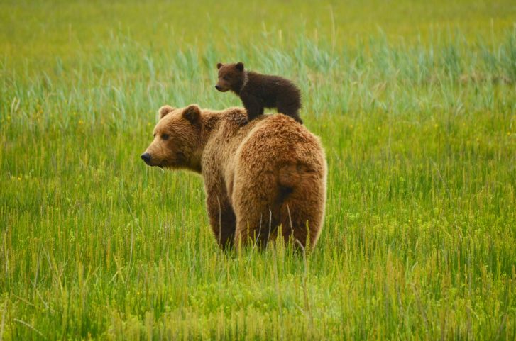 Wildlife_in_Alaska_Fine_Travel_Holiday